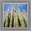Cactus (2)